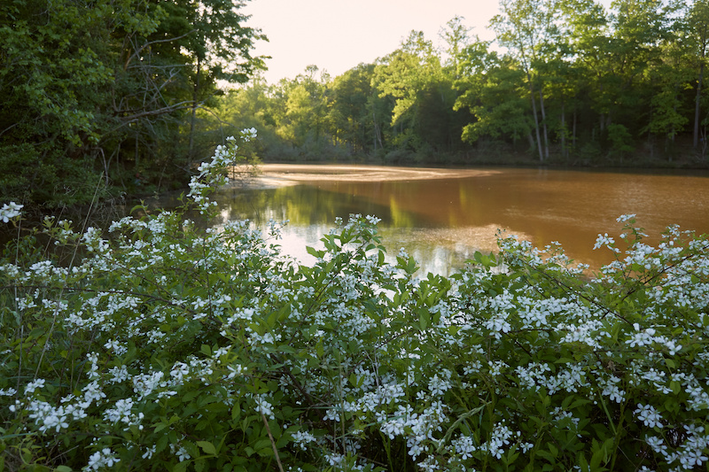 White wild flowers on the lake front at Anne Springs Close Greenway in Fort Mill, South Carolina.