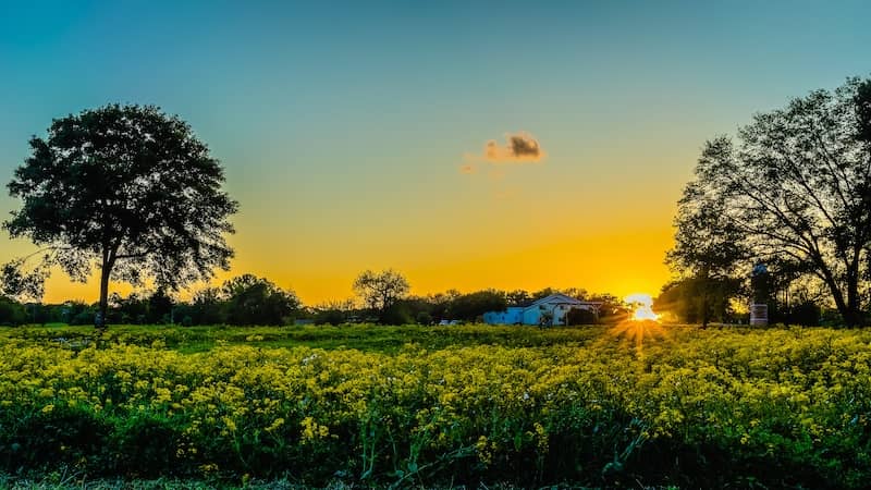 Field of wildflowers in Fulshear, Texas