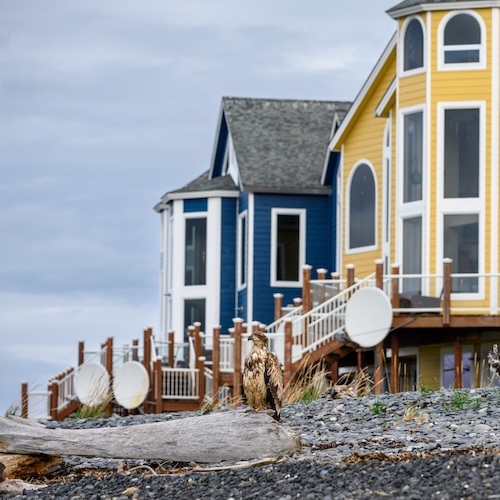 Juvenile bald eagle perched on driftwood in front of two houses on the Homer Spit, Alaska.