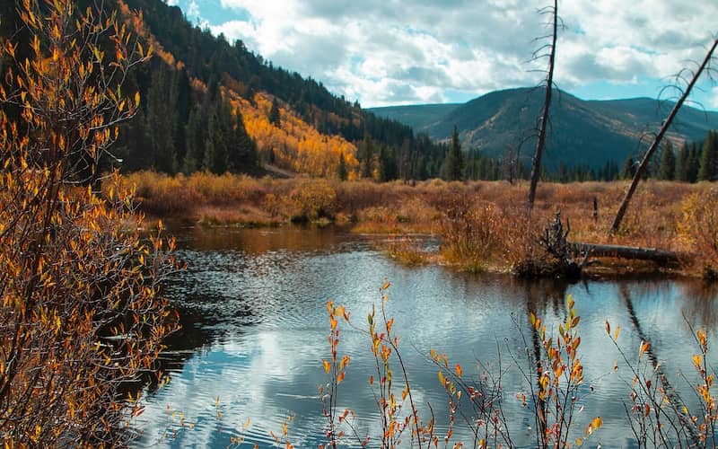 Marsh land in the fall with the mountains in the background. 