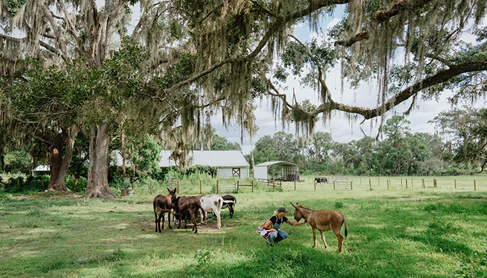 Woman bending down next to donkey in field with other farm animals in background.
