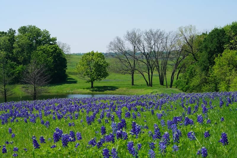 Countryside view of Bluebonnet Trails in North Texas