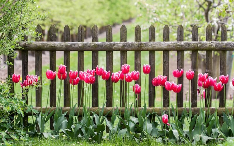 Weathered wooden fence lined with beautiful red tulips. 