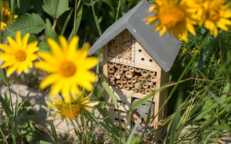 Insect hotel in a home garden surrounded by bright, yellow flowers. 