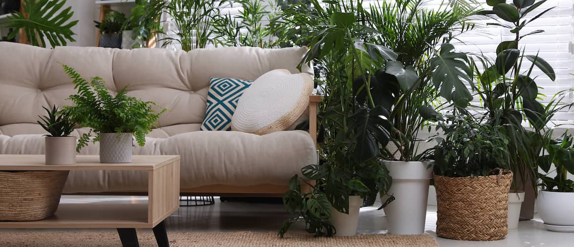 Stylish living room with beige couch and many house plants.