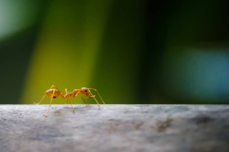 Close up image of a crazy  ant