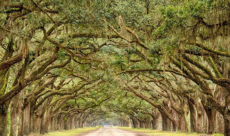 Tunnel of Live Oak Trees in Savannah, Georgia.