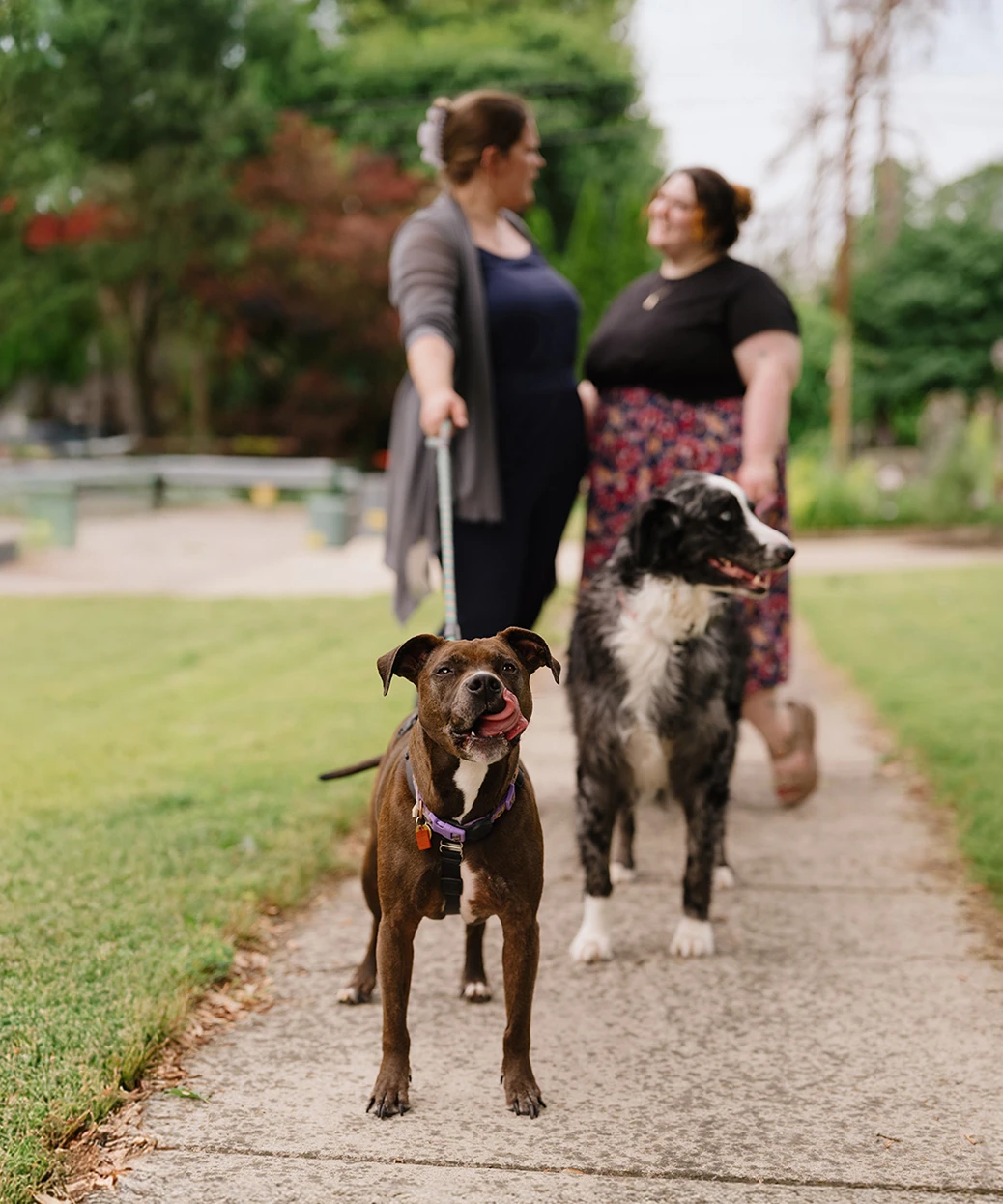 Two women smile at each other while walking their dogs in a park.