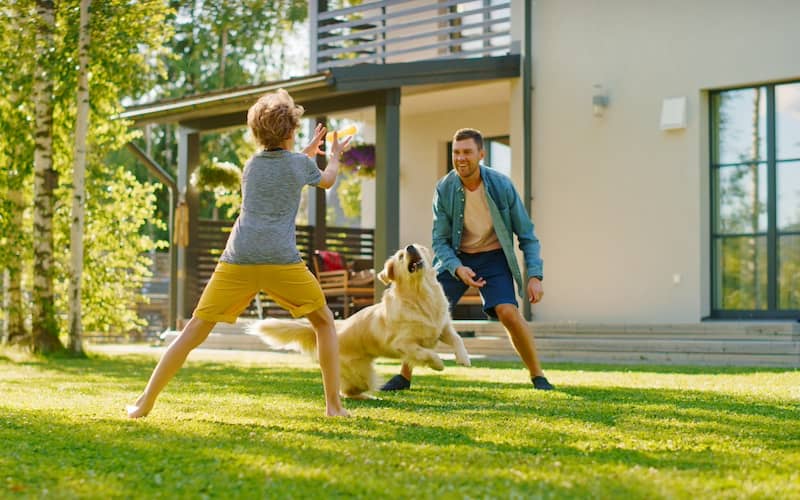 Man and son playing catch with golden retriever dog in yard of house.