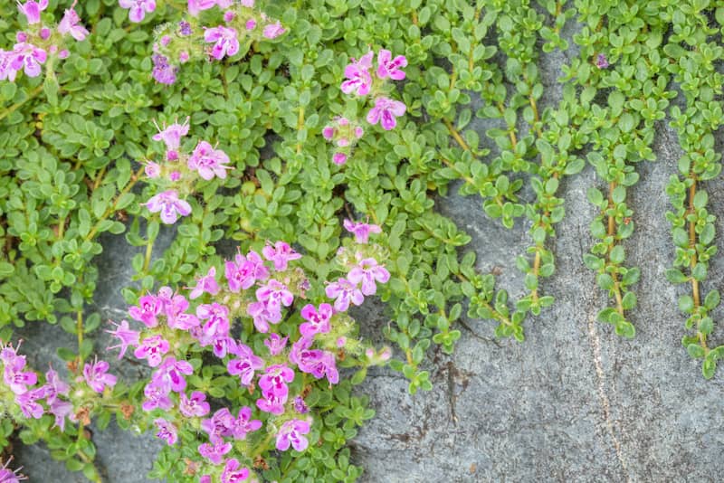 Creeping Thyme closeup featuring small green trailing ground cover with pink flowers over a blue gray stone border.