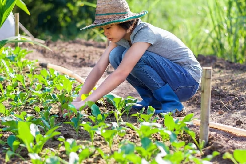 Young Woman Planting Vegetables in Garden.