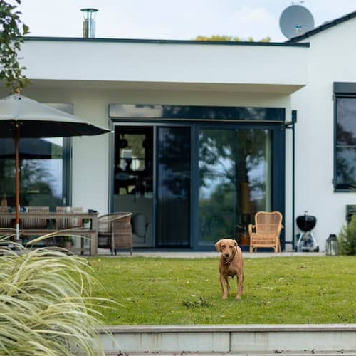 Backyard of a house with dog in backyard.