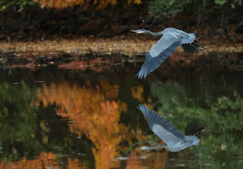 Heron flying over Lake Decatur.