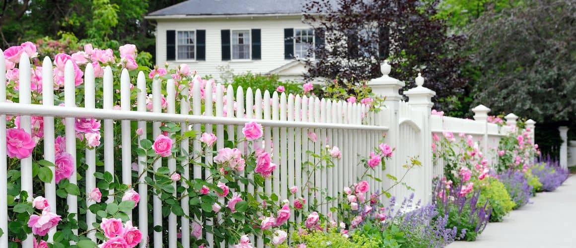 A white fence with roses growing through, illustrating a picturesque fence adorned with roses.