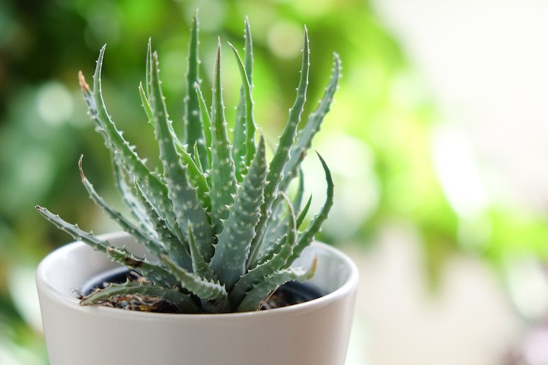 RHB Assets From IGX: Aloe vera plant in a modern white pot, a popular indoor plant.