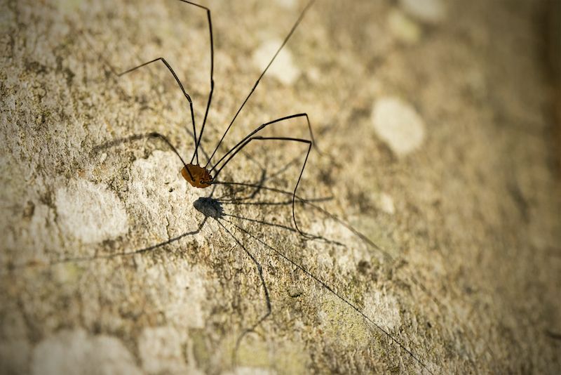 RHB Assets From IGX: Close-up of a harvestman spider on a leafy background.