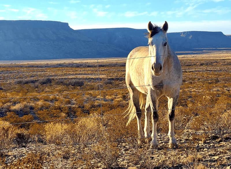 Grey brown horse standing in a dessert field with mountains and a blue sky behind him.