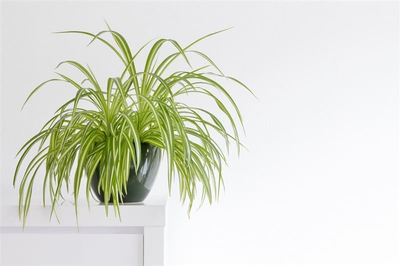 RHB Assets From IGX: A close-up of a spider plant with long, green and white striped leaves.