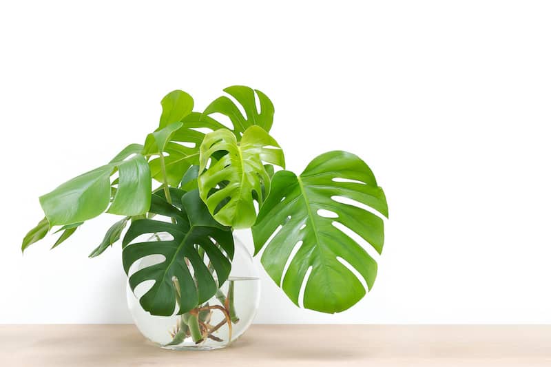 RHB Assets From IGX: Philodendron plant in a pot, displayed among other indoor plants