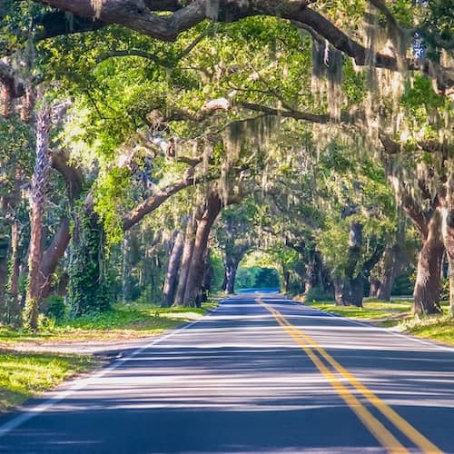 Beautiful large trees line a road in South Carolina.
