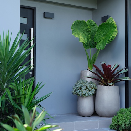 Grey modern home with black door and large potted plants on porch.