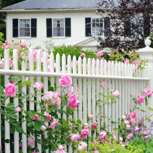 A white fence with roses growing through, illustrating a picturesque fence adorned with roses.