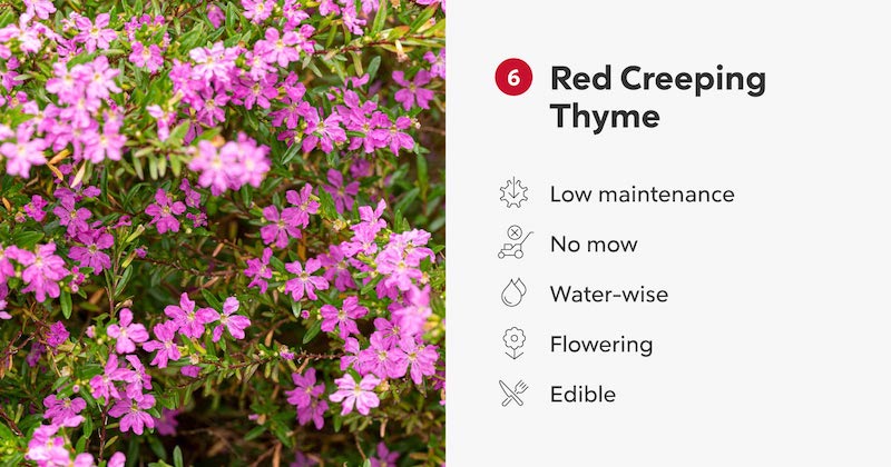 RHB Assets From IGX: Garden with red creeping thyme as a lush lawn alternative