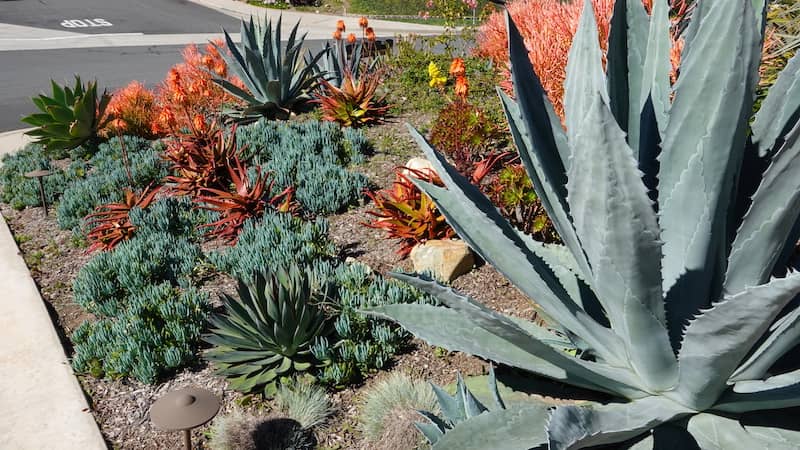 Large succulents such as Agave plants surrounded by small pebble mulch to create a drought resistant landscape for front yard of home.