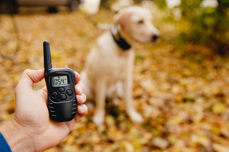 RHB Assets From IGX: Dog wearing an invisible fence collar in a green backyard.