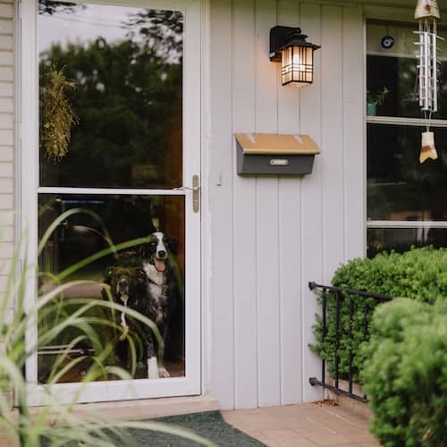 A dog stares out the window.