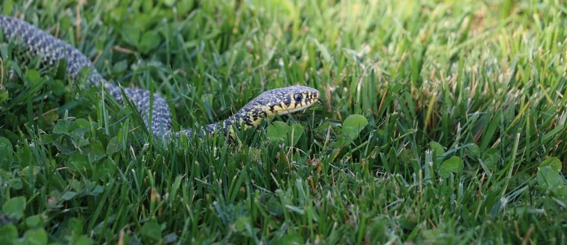 How To Keep Snakes Out Of Your Yard Rocket Homes