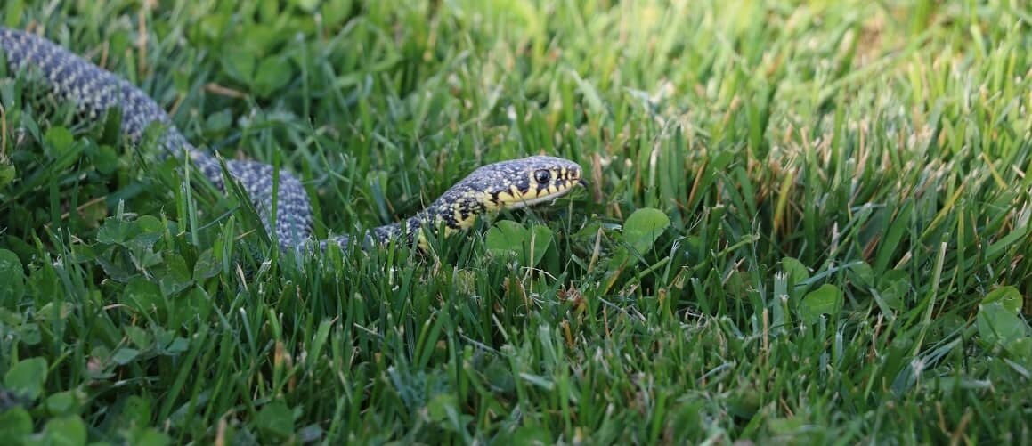 RHB Assets From IGX: A snake in a grassy yard