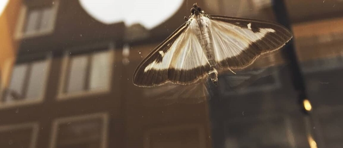 How to get rid of moths: 10 tips