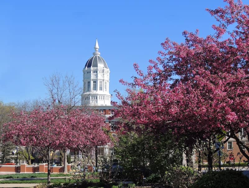 Flowering redbud trees on a sunny spring day in front of the white dome of Jesse Hall on the University of Missouri campus in Columbia, Missouri.