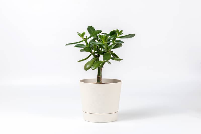 RHB Assets From IGX: Healthy jade plant in a stylish pot on a white background.