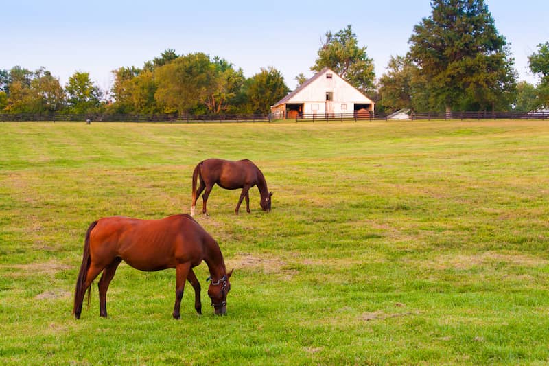 Lexington Kentucky pasture