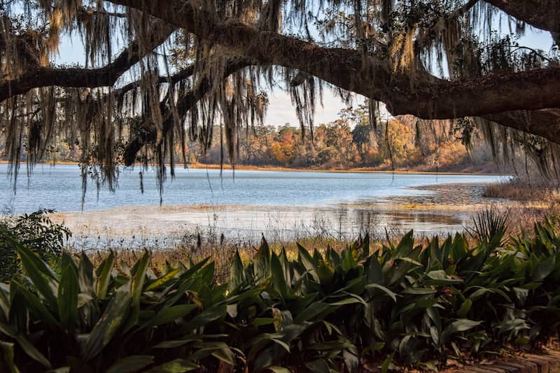 Lake and willow trees in Tallahassee, Florida.