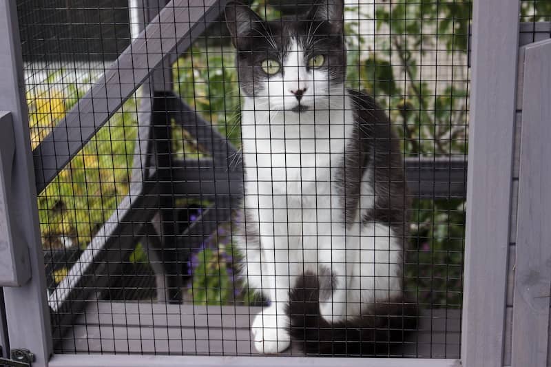 Grey and white cat in an indoor enclosure called a catio in a garden setting.