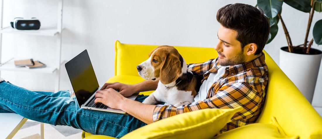 Stock-WFH-Dog-Yellow-Couch-iStock-1094477094-copy-compressor.jpeg