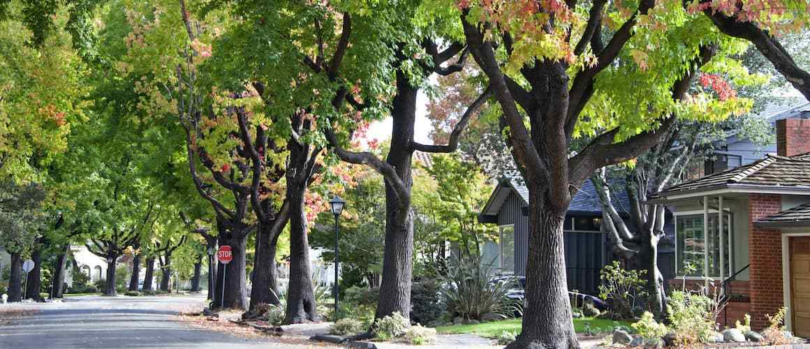 A street in USA, lined with trees and houses in full bloom.