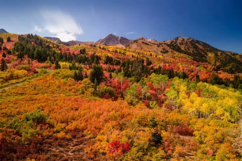 Aerial view of snow basin in Utah filled with brilliant fall foliage near Mt. Ogden.