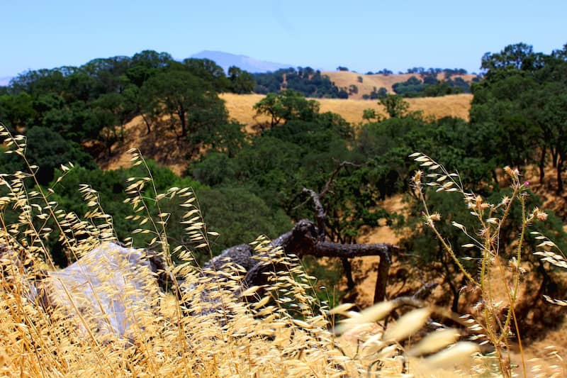 Grasses wave in the wind with oak covered hills in the background in Martinez, California