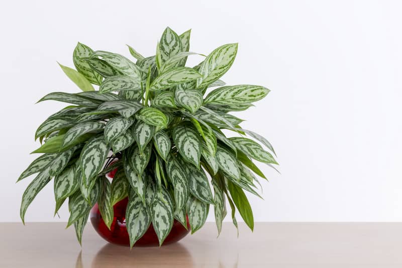 RHB Assets From IGX: A vibrant and healthy Chinese evergreen plant in a bright indoor setting