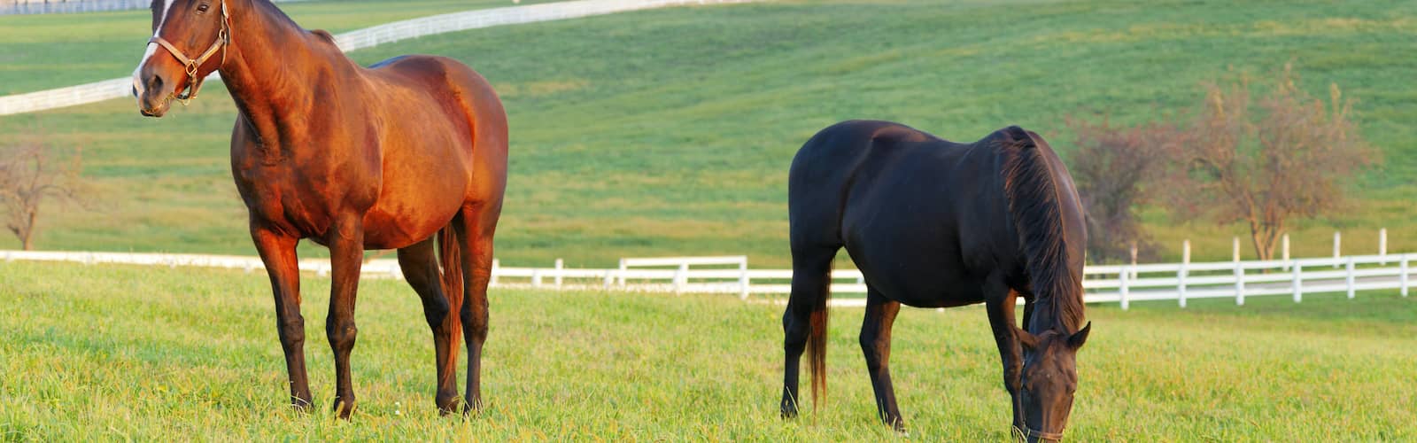 Buying A House In Kentucky Facts & Tips Rocket Homes