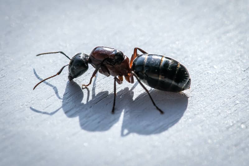 Close up image of an ant