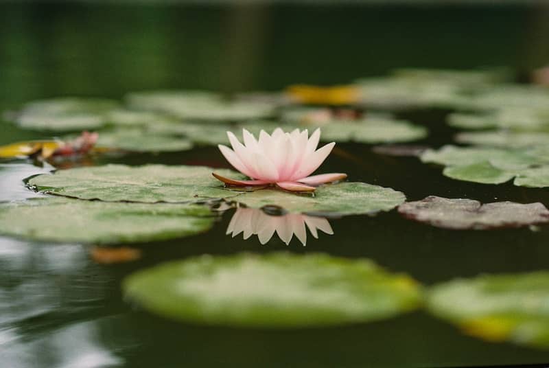 Light pink water lily among floating among green lily pads in a natural pool.