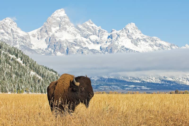 A bison in a field in Wyoming natural landscape.