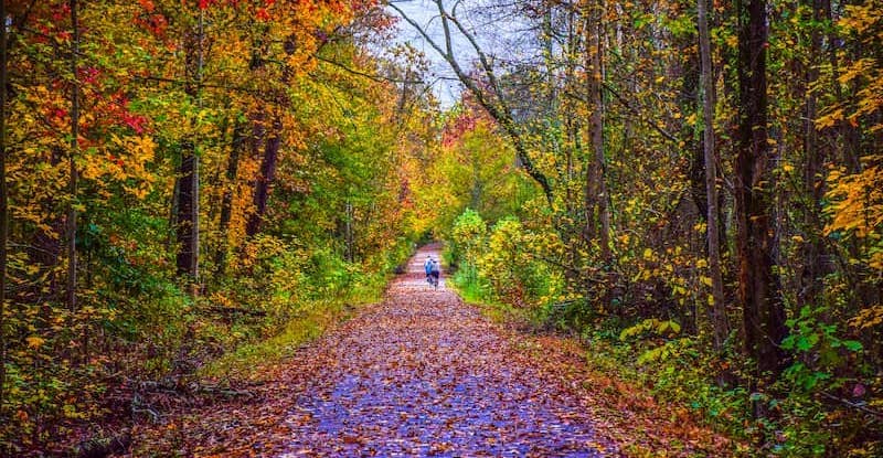 View of Swamp Rabbit Trail in Autumn with colorful leaves covering bike path.