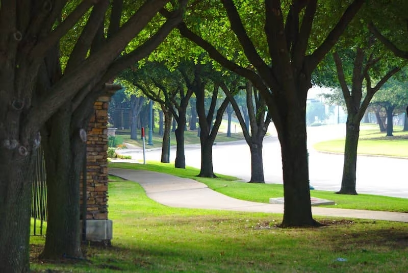 Tree lined walkway in park.