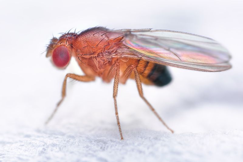 How To Get Rid Of Fruit Flies In Garbage Can - Trash Cans Unlimited